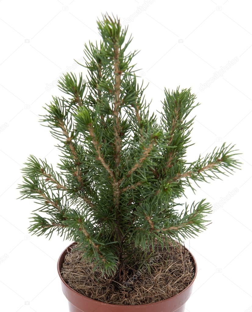 Christmas tree in a pot