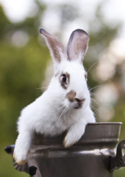 Conejo — Foto de Stock