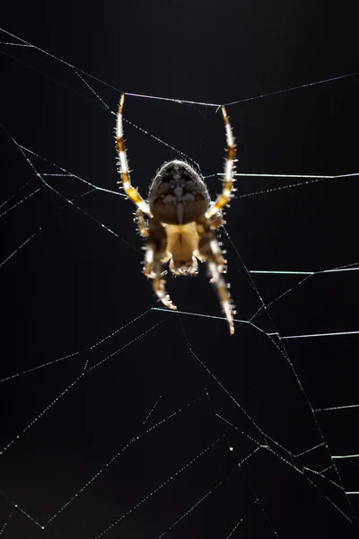 Cross spider — Stock Photo, Image