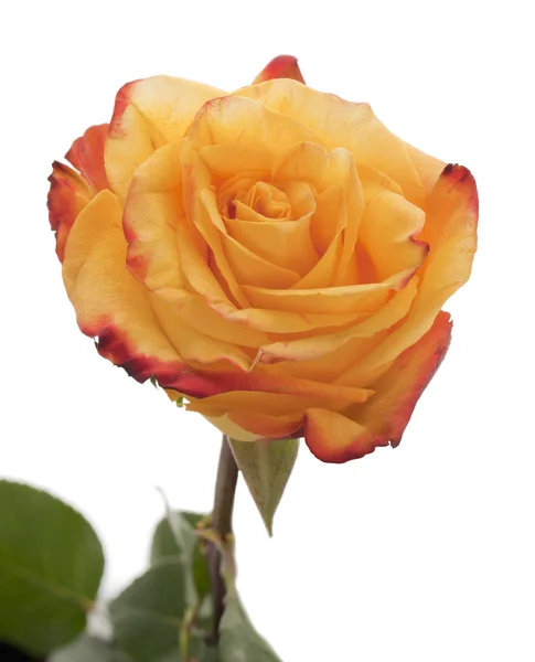 黄玫瑰 — 图库照片
