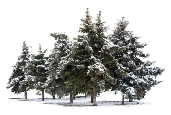 Trees spruce — Stock Photo, Image