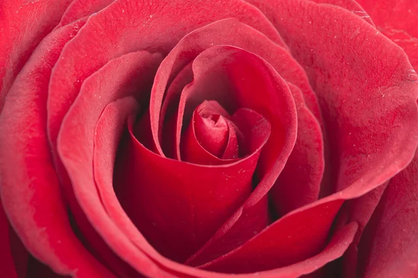 Red rose — Stock Photo, Image