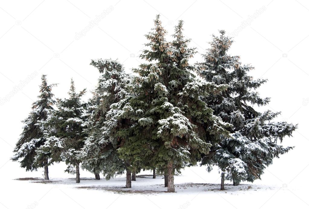 Trees spruce