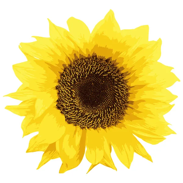Sunflower — Stock Vector