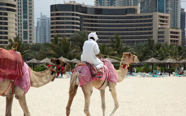 Camello en Dubai — Foto de Stock