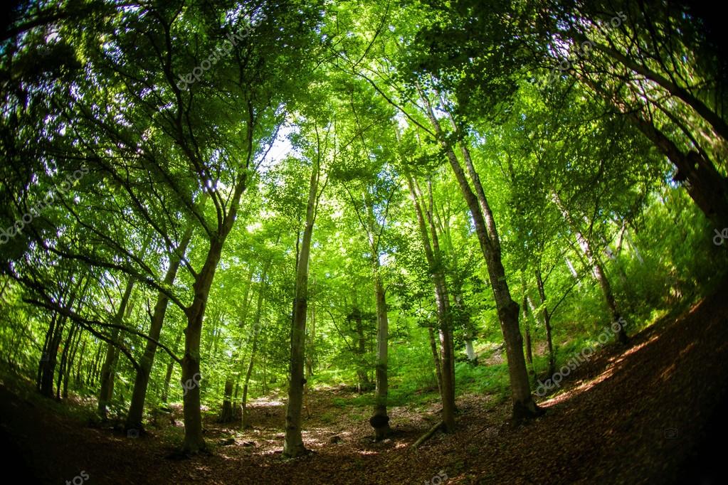 Image Foret Libre De Droit