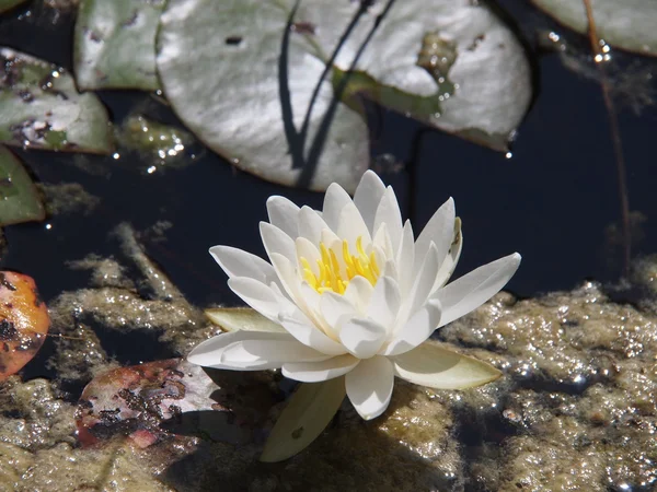 Lirio de agua — Foto de Stock