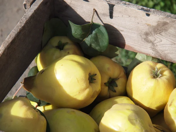 Gula päron — Stockfoto