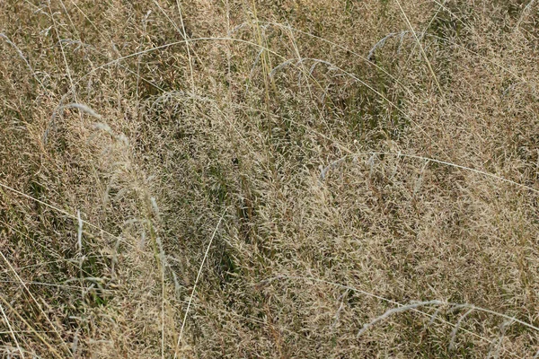 Wiesenhintergrund — Stockfoto