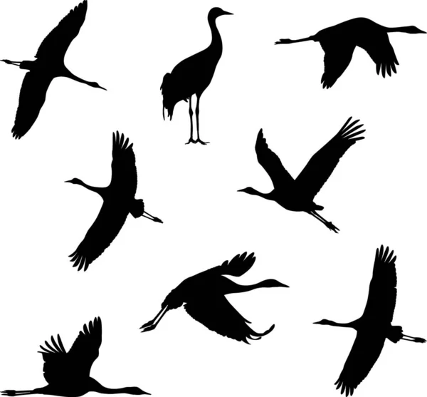 Flying Cranes Silhouettes Vector Illustration — Stock Vector