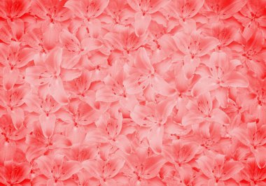 pink background with lily flowers clipart