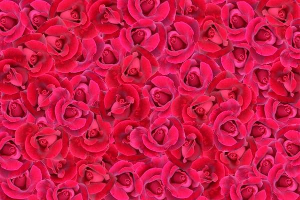 Czerwone Róże Tło Rośliny Kwitnące — Zdjęcie stockowe