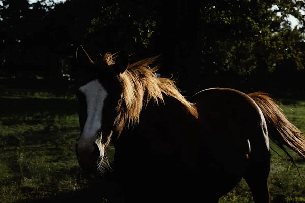 Nahaufnahme Eines Schönen Braunen Pferdes Bei Sonnenuntergang — Stockfoto