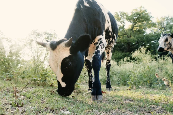 Young Black White Longhorn Cow Grazing Farm — Stock Photo, Image