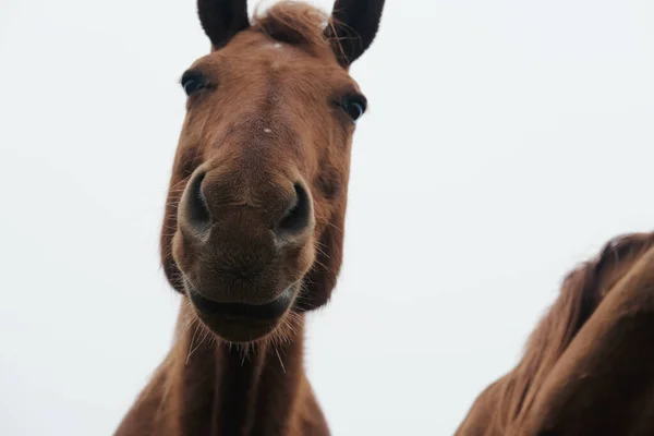 Porträtt Nyfiken Vacker Brun Häst Närbild — Stockfoto