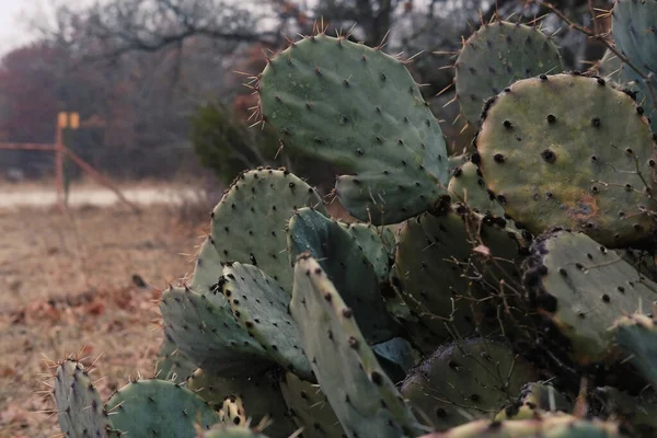 Közeli Kép Egy Tüskés Körte Kaktusz Télen Természetben — Stock Fotó