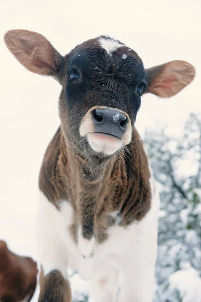 Brown White Spotted Calf Ears Hearing Concept Young Cow Looking — Stock Photo, Image