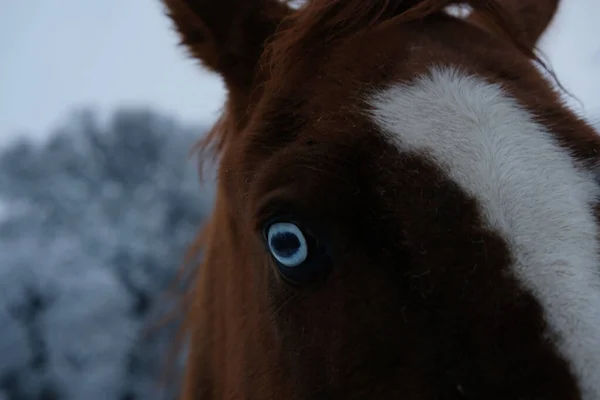 Closeup Quarter Horse Farm Snow Texas Winter Weather Blue Eye — Stock Photo, Image