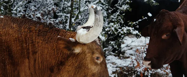 Texas Langhoorn Koe Winter Sneeuw Boerderij — Stockfoto