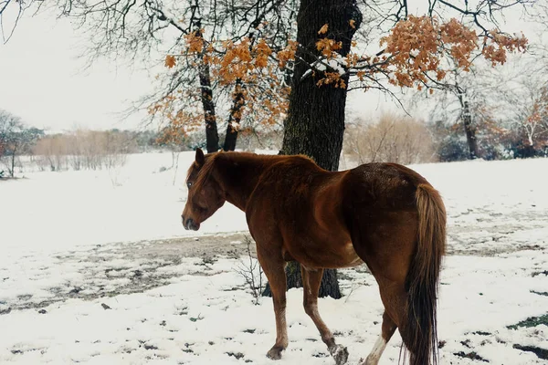 Quarto Cavalo Fazenda Com Neve Durante Inverno Texas — Fotografia de Stock