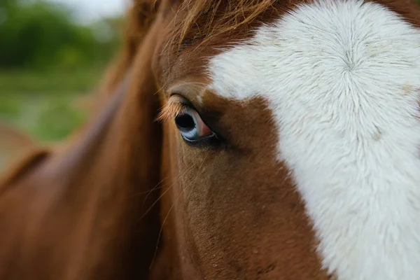 Blue Eye Young Quarter Horse — Stock Photo, Image