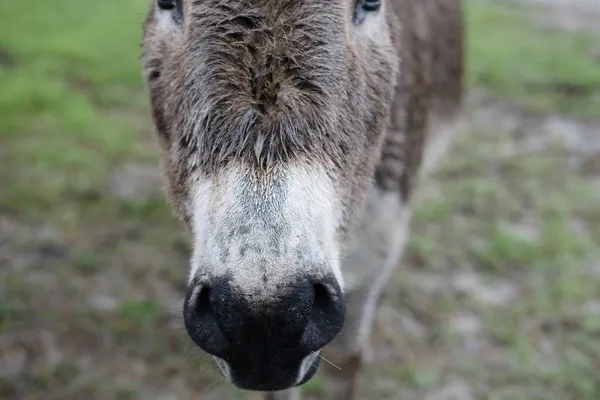 Mini Retrato Burro Día Lluvioso — Foto de Stock