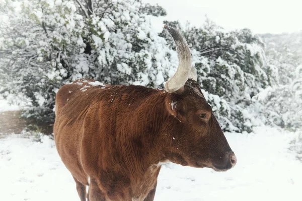 Texas Longhorn Krowa Śniegu Zimą Farmie — Zdjęcie stockowe