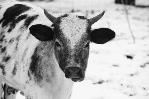 Vitello Incrociato Brahman Nella Neve Invernale — Foto Stock