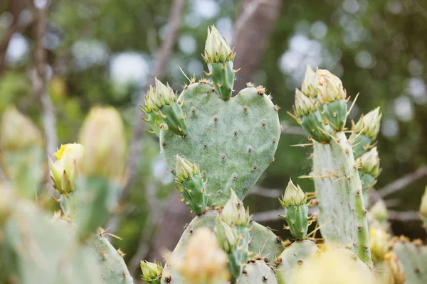 Zöld Tüskés Körte Kaktusz Virágzik Közeli Makró Kilátás Elmosódott Előtér — Stock Fotó