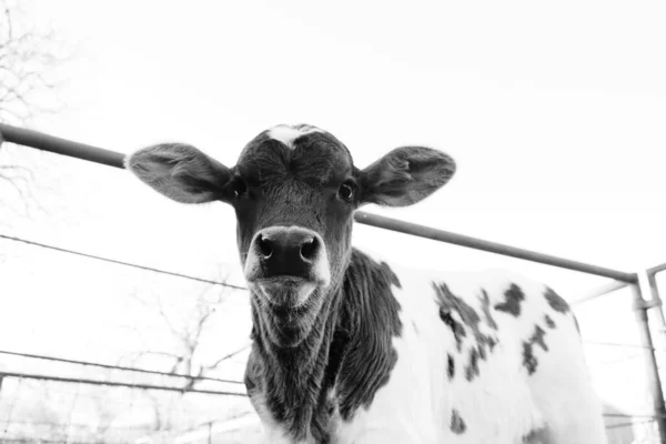 농장에서 흑백으로 송아지의 — 스톡 사진