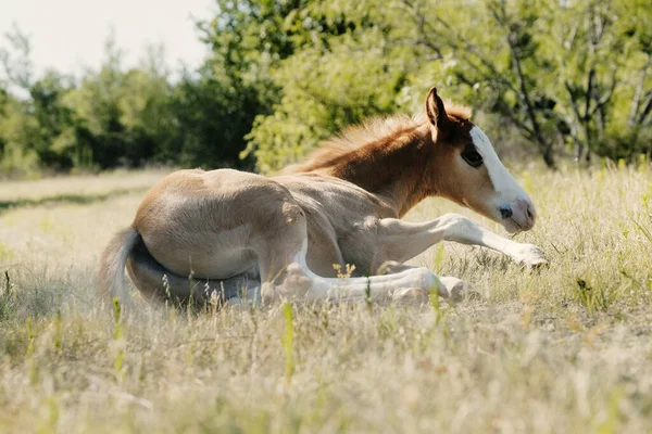 Closeup Shot Horse Field — Stock Photo, Image