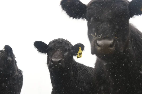 Closeup Shot Young Black Angus Cows Winter Snow Farm White — Stock Photo, Image