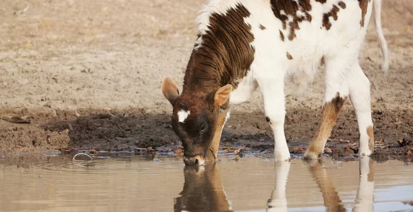 Nahaufnahme Eines Rinderkalbs Mit Trinkwasser Landwirtschaftliches Konzept — Stockfoto