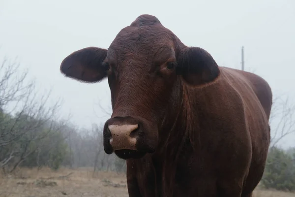Vache Santa Gertrudis Ferme Concept Agriculture — Photo