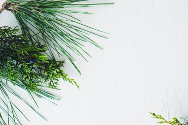 Beyaz arkaplanda yeşil çam dalları, boşluğu kopyala.