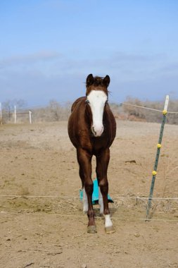 Kış tarlasında sütten kesilen bir atın güzel bir fotoğrafı.