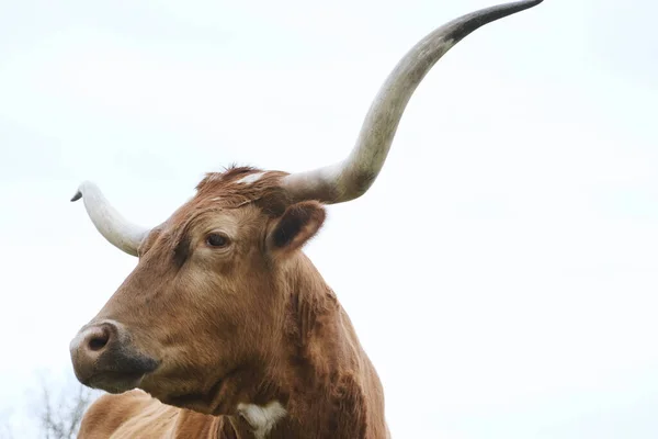 Texas Longhorn Vache Gros Plan Sur Ferme Rurale — Photo