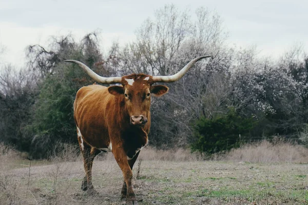Texas Longhorn Αγελάδα Πορτρέτο Στο Πεδίο — Φωτογραφία Αρχείου