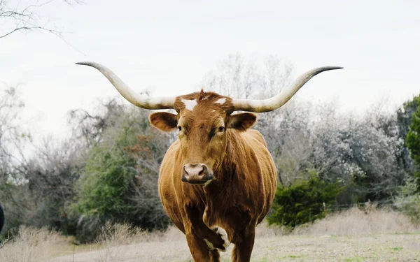 Tiro Cortado Marrom Texas Longhorn Vaca Campo — Fotografia de Stock