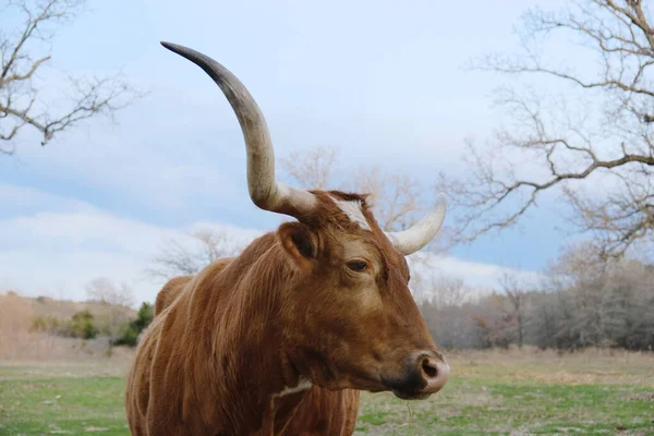 Bruine Texaanse Langhoornkoe Het Veld — Stockfoto