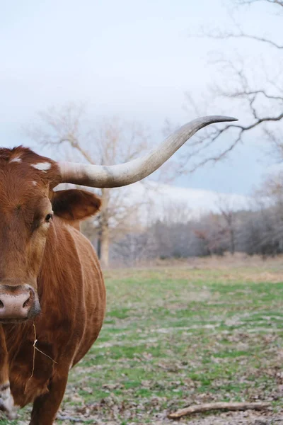 Plan Recadré Vache Longhorn Brune Texas Dans Champ Hiver — Photo