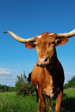 Çiftliğin güneşli yaz gününde Teksas Longhorn inek portresi.
