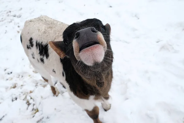 Closeup Calf Snow Funny Face Winter Beef Cow Farm — Stock Photo, Image