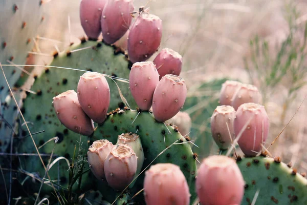 Prickly Cactus Blooms Opuntia Close Spring Season — Stock Photo, Image