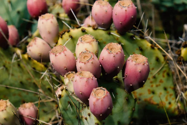 春のシーズン中に閉まるオプニアのサボテンの果実あたりの価格 — ストック写真