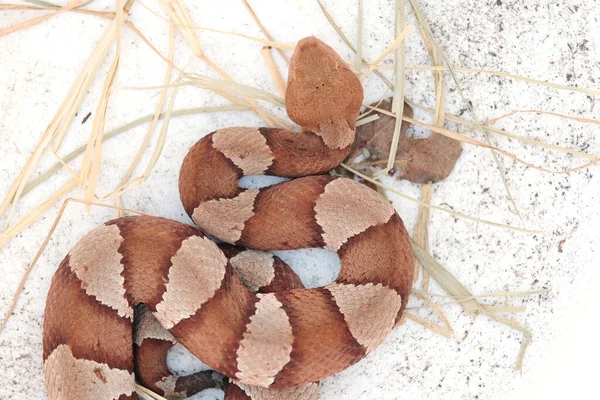Copperhead Serpiente Vista Superior Del Patrón —  Fotos de Stock