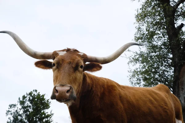 Texas Vache Longhorn Avec Curieux Visage Gros Plan — Photo