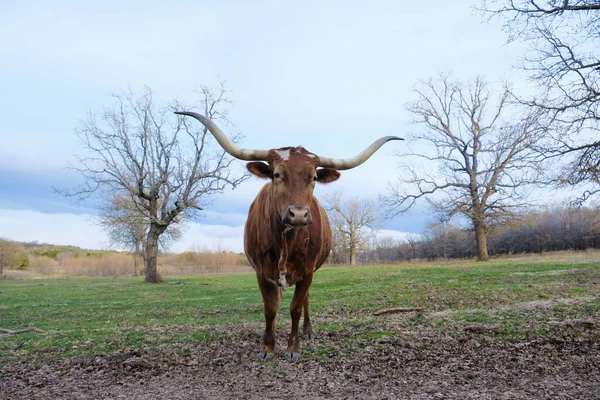 Retrato Vaca Texas Longhorn Pasto Inverno — Fotografia de Stock