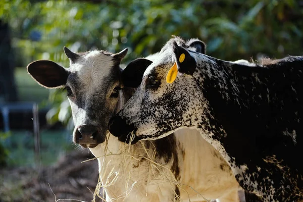 Vaches Longues Mouchetées Noires Blanches Avec Fond Flou Pendant Été — Photo