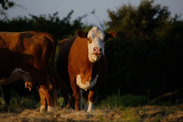 Hereford Cow Portrait Close Herd Beef Farm Grass Fed Concept —  Fotos de Stock